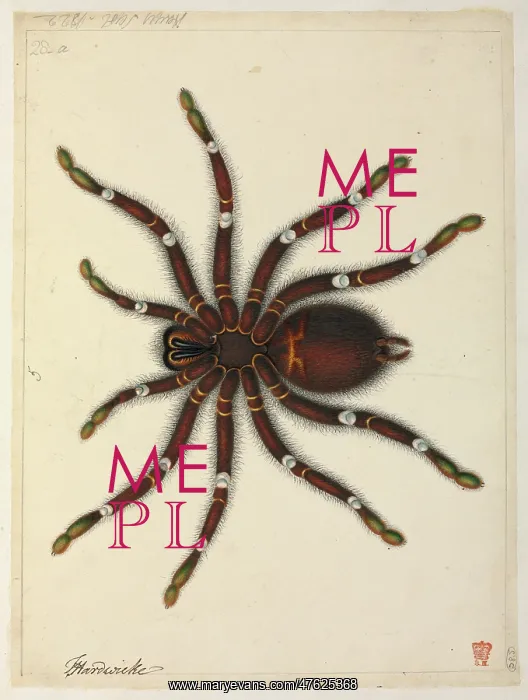 : Tarantula. Watercolour by J Hayes from the Thomas Hardwicke Collection, c.1820 : Tarantula. Watercolour by J Hayes from the Thomas Hardwicke Collection, c.1820