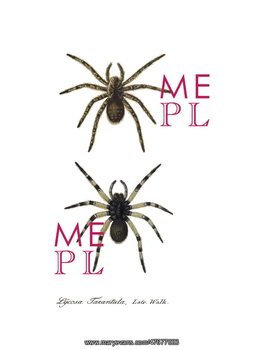 : Tarantula Wolf Spider : Tarantula Wolf Spider