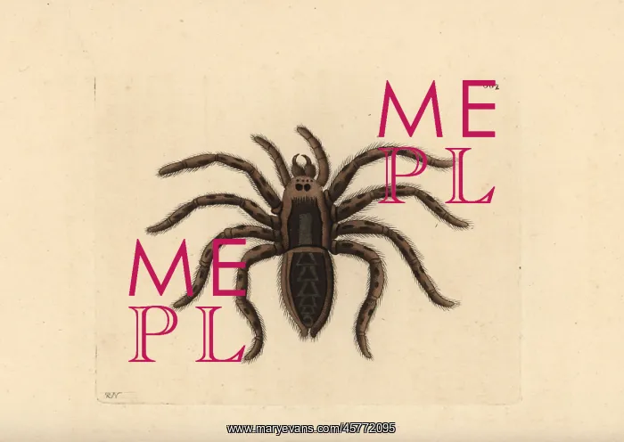 : Tarantula wolf spider, Lycosa tarantula : Tarantula wolf spider, Lycosa tarantula