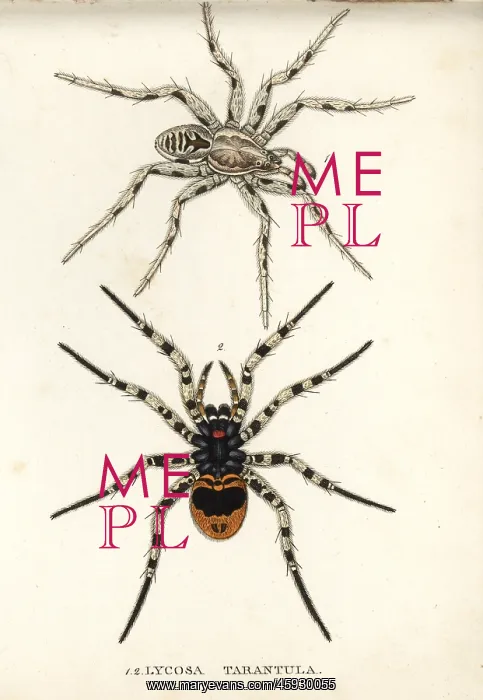 : Tarantula wolf spider, Lycosa tarantula : Tarantula wolf spider, Lycosa tarantula