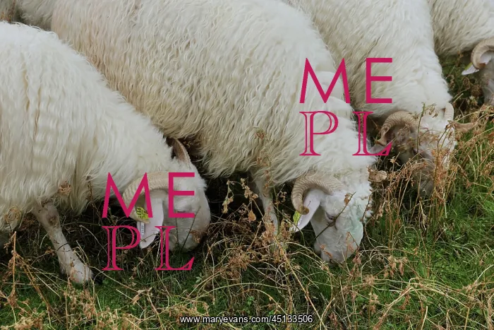  : Tarasconnais sheep, Laines Paysannes, Ariege, France