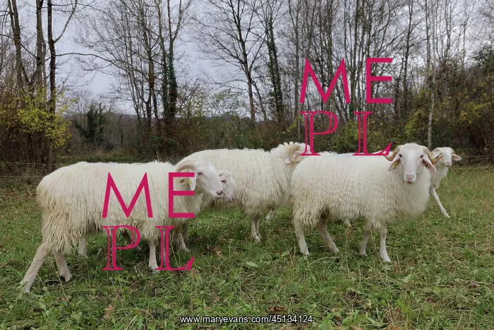 : Tarasconnais sheep, Laines Paysannes, Ariege, France : Tarasconnais sheep, Laines Paysannes, Ariege, France