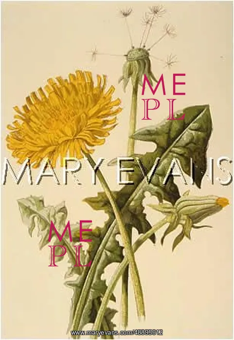  : TARAXACUM DENS-LEONIS