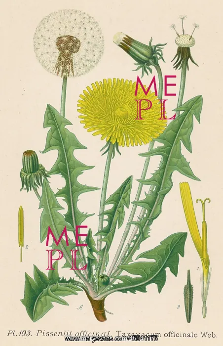  : Taraxacum Officinale