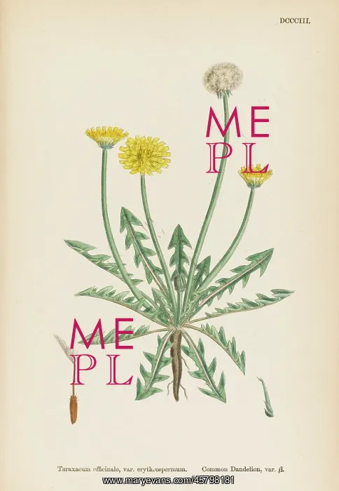  : TARAXACUM OFFICINALE