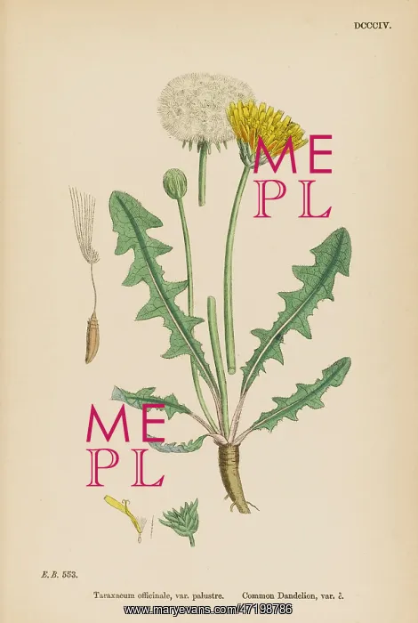  : TARAXACUM OFFICINALE