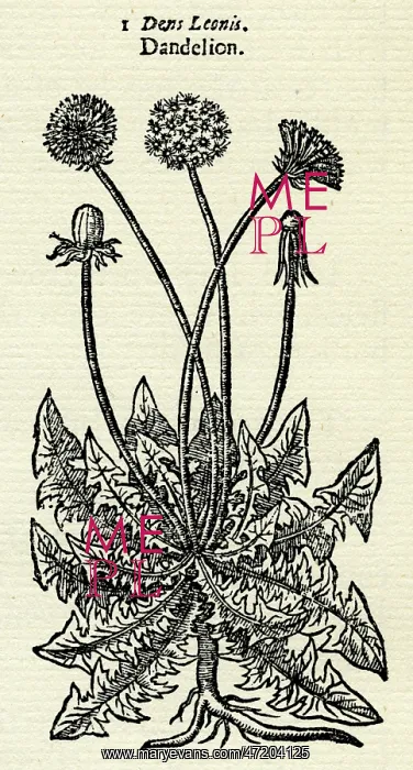  : TARAXACUM OFFICINALE