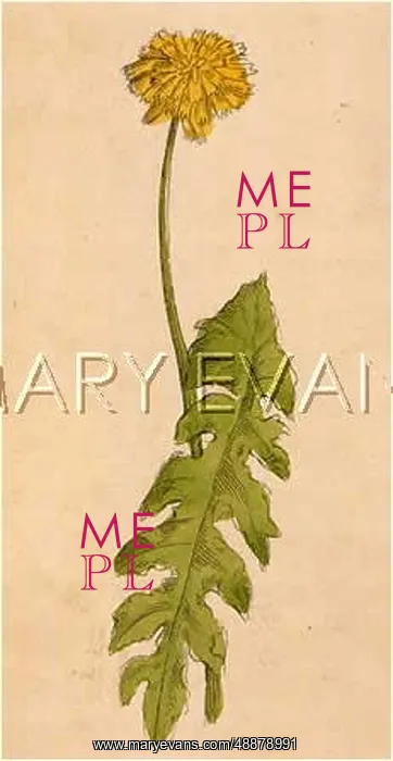  : TARAXACUM OFFICINALE