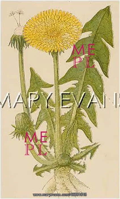 : TARAXACUM OFFICINALE