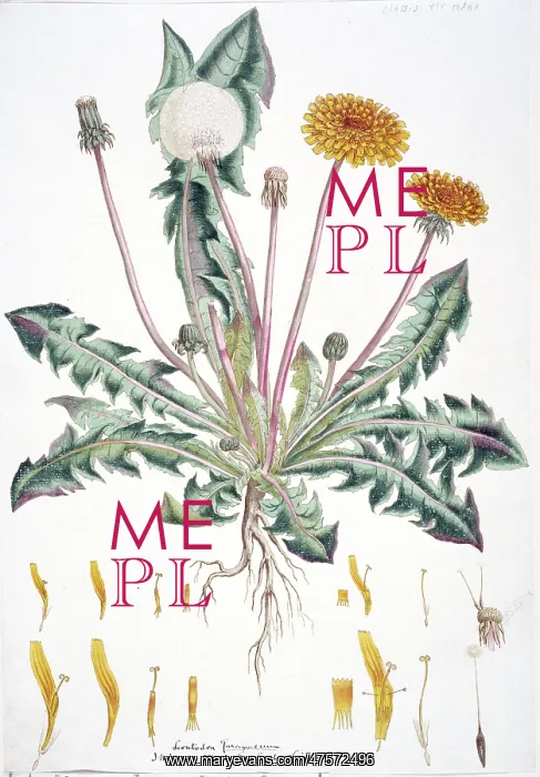 : Taraxacum officinale, dandelion : Taraxacum officinale, dandelion
