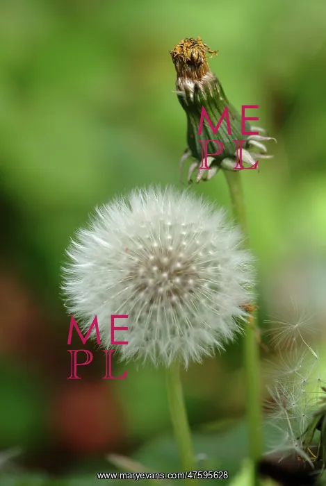 : Taraxacum offininale, dandelion clock : Taraxacum offininale, dandelion clock