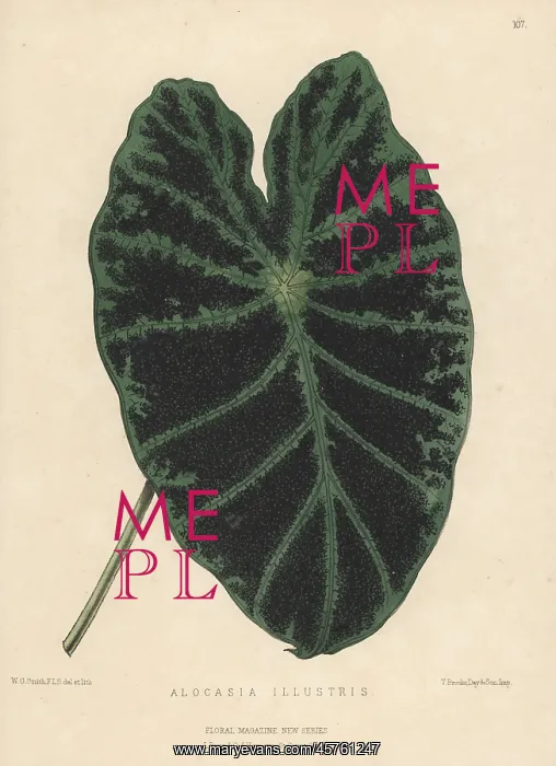 : Taro, Colocasia esculenta : Taro, Colocasia esculenta