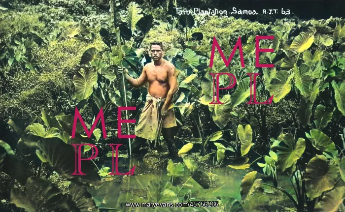 : Taro Plantation - Samoa - Pacific Ocean : Taro Plantation - Samoa - Pacific Ocean