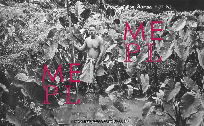 : Taro Plantation - Samoa - Pacific Ocean : Taro Plantation - Samoa - Pacific Ocean