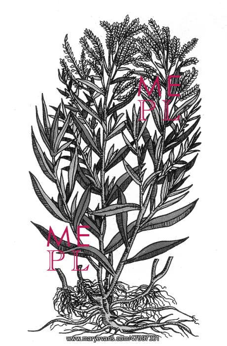 : Tarragon, Perennial Herb : Tarragon, Perennial Herb