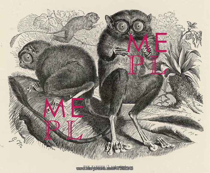 : TARSIER. (tarsius bancanus) This is probably the Western Tarsier, which lives in the East : TARSIER. (tarsius bancanus) This is probably the Western Tarsier, which lives in the East
