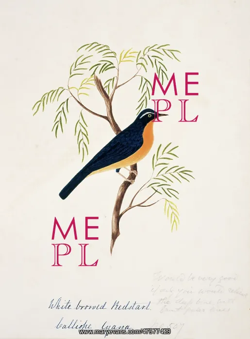 : Tarsiger indicus, white-browed scrub-robin : Tarsiger indicus, white-browed scrub-robin
