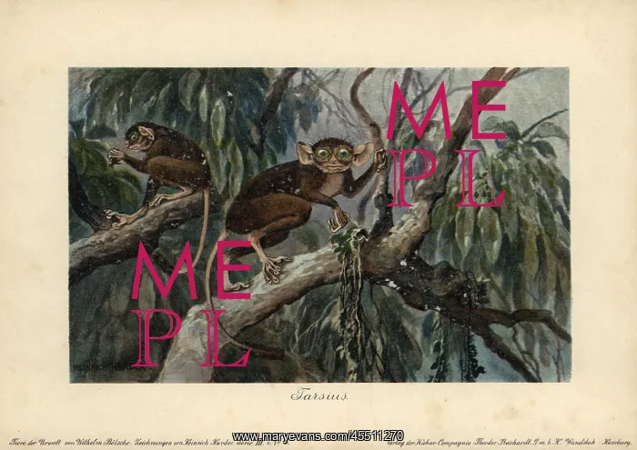 : Tarsius, haplorrhine primate genus that can : Tarsius, haplorrhine primate genus that can