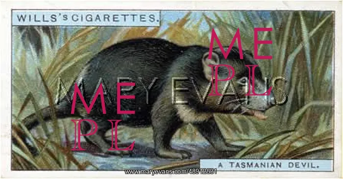 : TASMANIAN DEVIL 1926 : TASMANIAN DEVIL 1926