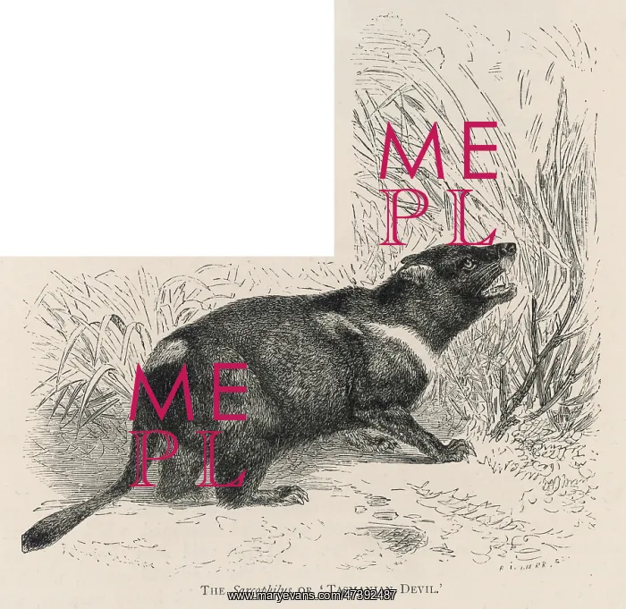: TASMANIAN DEVIL - 2 : TASMANIAN DEVIL - 2