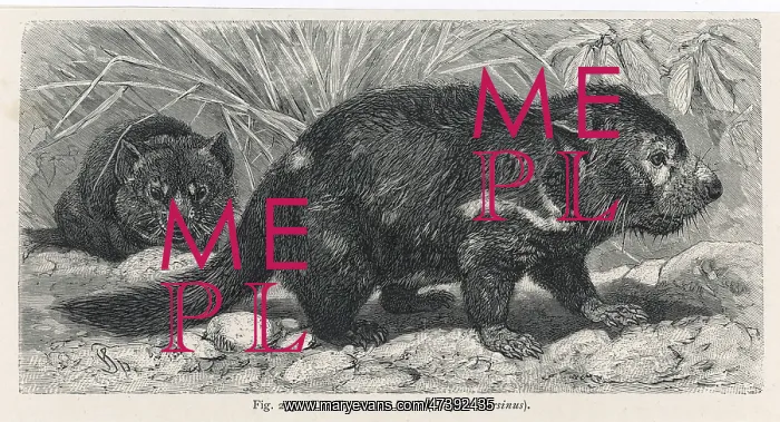 : TASMANIAN DEVIL : TASMANIAN DEVIL