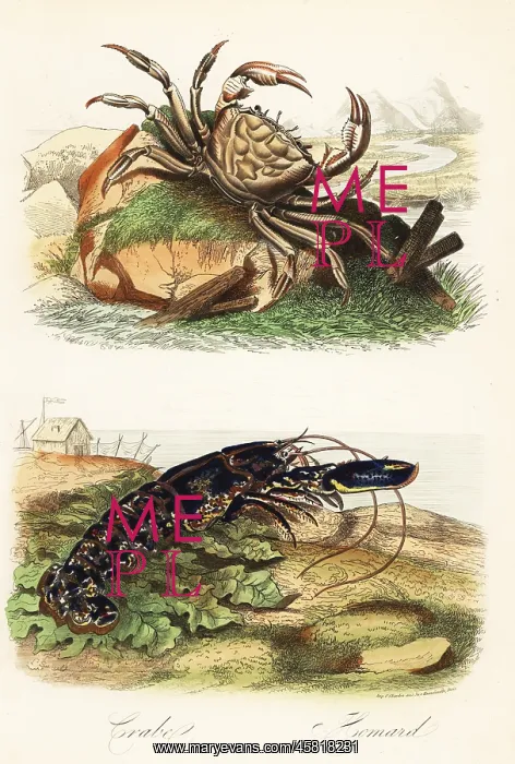 : Tasmanian giant crab, Pseudocarcinus gigas, and : Tasmanian giant crab, Pseudocarcinus gigas, and