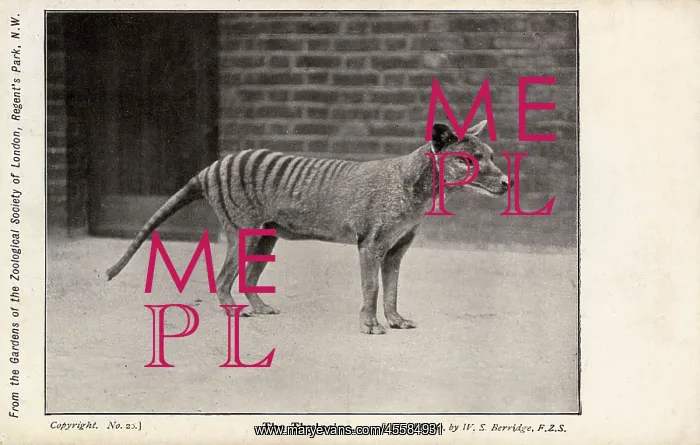 : Tasmanian Tiger or Thylacine : Tasmanian Tiger or Thylacine
