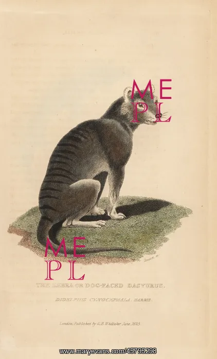 : Tasmanian wolf, Thylacinus cynocephalus. Extinct : Tasmanian wolf, Thylacinus cynocephalus. Extinct