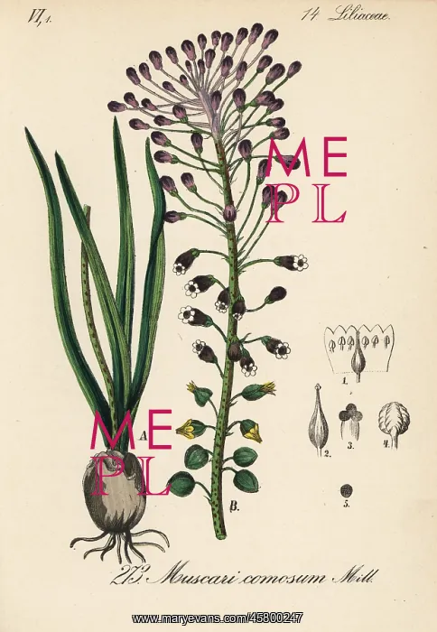 : Tassel hyacinth, Leopoldia comosa : Tassel hyacinth, Leopoldia comosa