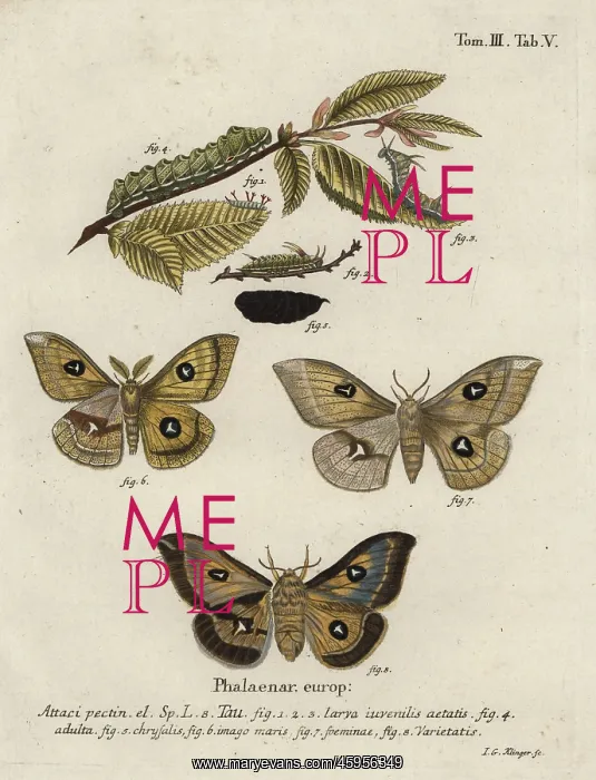 : Tau emperor moth, Aglia tau : Tau emperor moth, Aglia tau