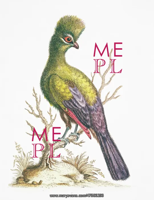 : Tauraco persa, green turaco : Tauraco persa, green turaco