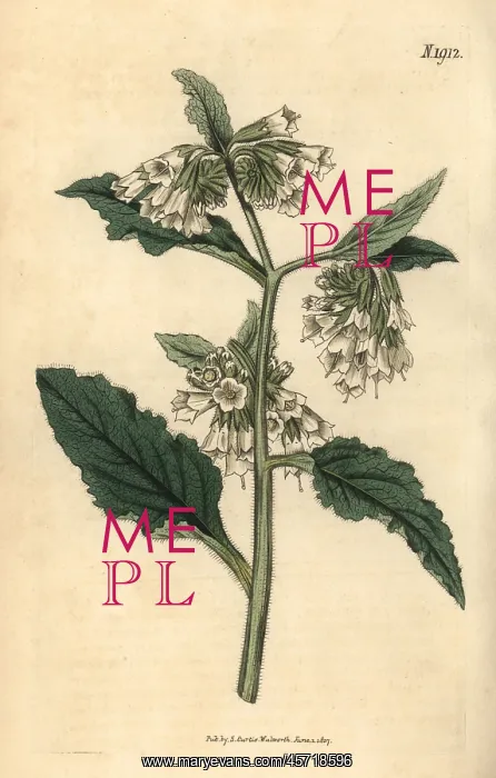: Taurian comfrey, Symphytum tauricum : Taurian comfrey, Symphytum tauricum