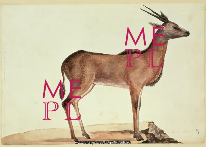 : Taurotragus oryx, eland : Taurotragus oryx, eland