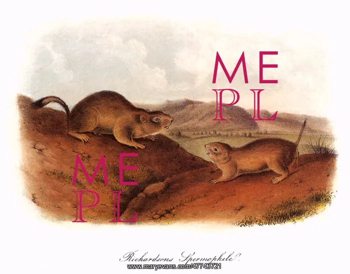 : Tawny American Marmots : Tawny American Marmots
