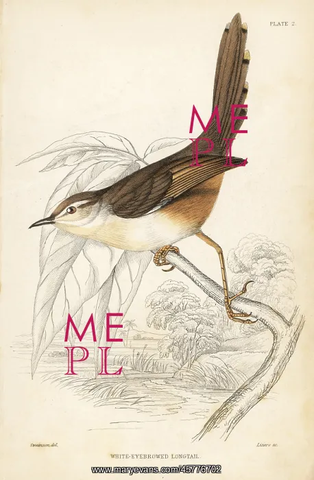 : Tawny-flanked prinia, Prinia subflava : Tawny-flanked prinia, Prinia subflava
