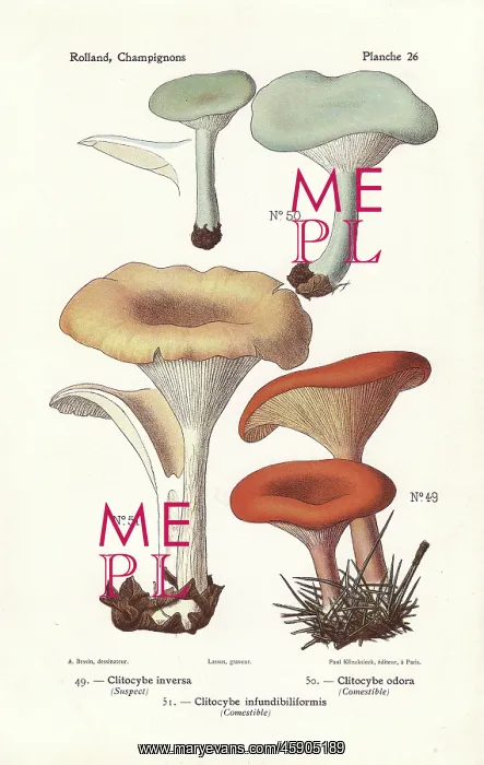 : Tawny funnel cap and aniseed toadstool : Tawny funnel cap and aniseed toadstool