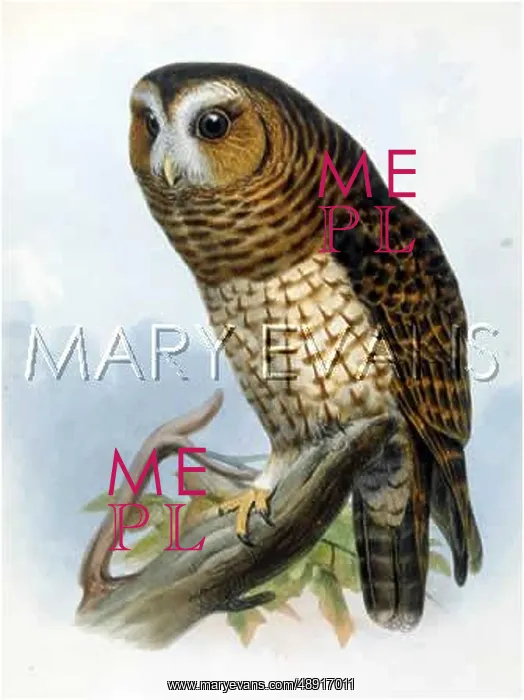 : TAWNY OWL (1862) : TAWNY OWL (1862)