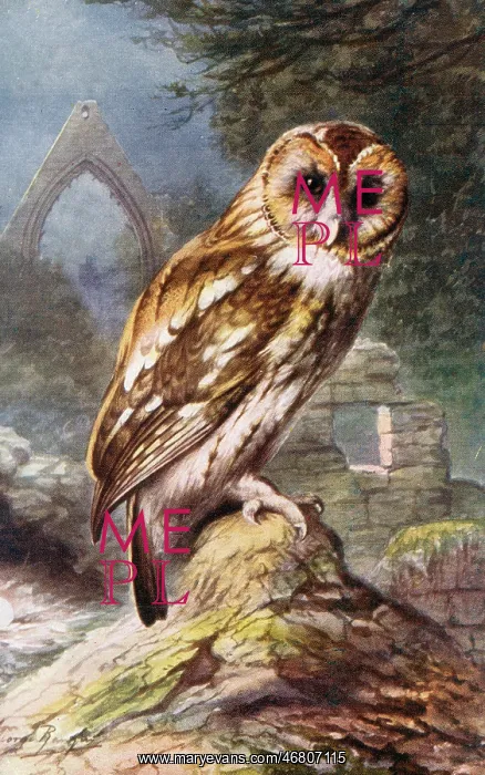 : Tawny Owl : Tawny Owl