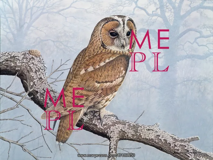  : Tawny Owl on a branch covered with Lichen
