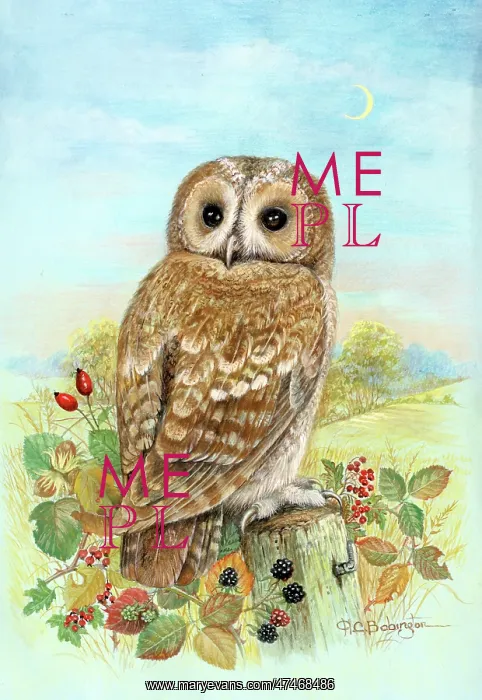  : Tawny owl with autumn berries