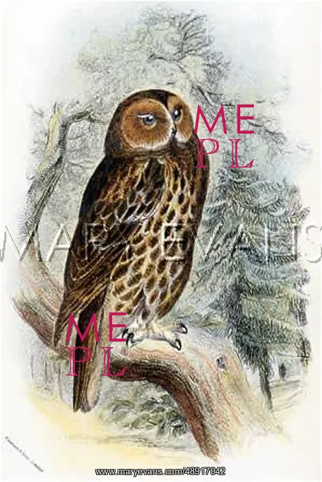  : TAWNY OWL (SHARPE)