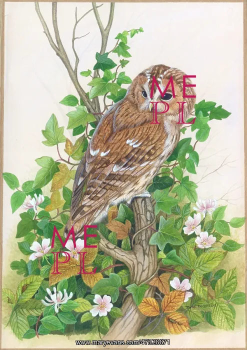 : Tawny Owl sitting in a tree : Tawny Owl sitting in a tree