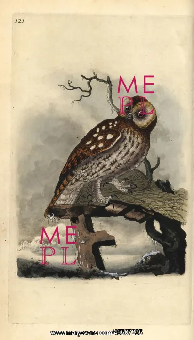 : Tawny owl, Strix aluco : Tawny owl, Strix aluco