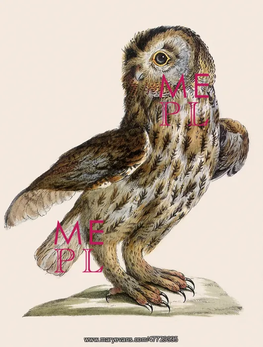 : Tawny Owl, Strix aluco : Tawny Owl, Strix aluco