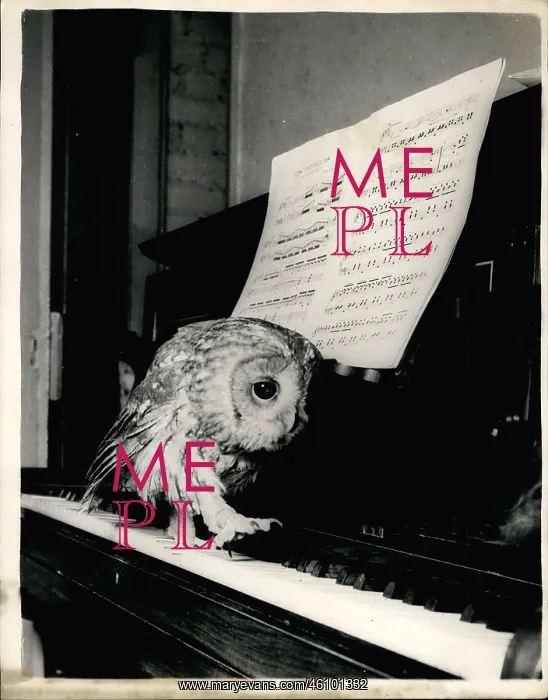 : Tawny owl walking up a piano keyboard : Tawny owl walking up a piano keyboard