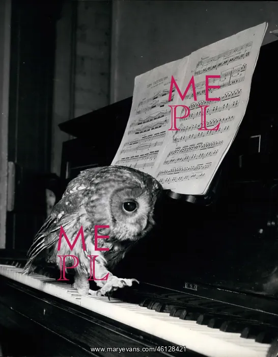 : Tawny owl walking up a piano keyboard : Tawny owl walking up a piano keyboard