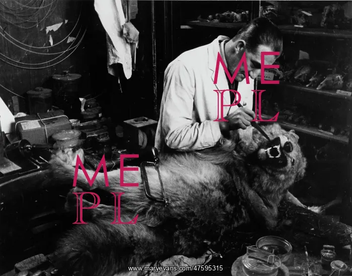 : Taxidermist working on wolf teeth, 1935 : Taxidermist working on wolf teeth, 1935