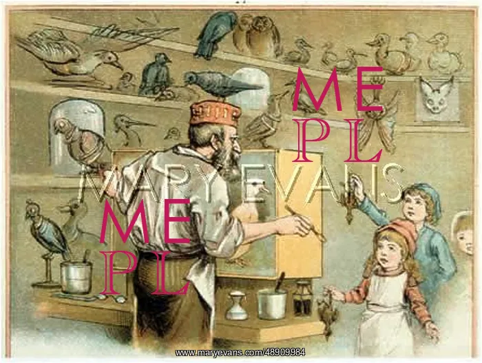 : AT TAXIDERMIST'S 1890S : AT TAXIDERMIST'S 1890S