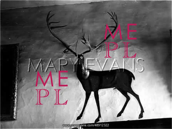 : TAXIDERMY / ELK HEAD : TAXIDERMY / ELK HEAD