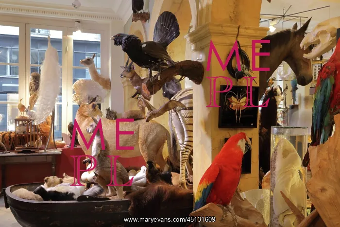 : Taxidermy specimens, Design et Nature, Paris, France : Taxidermy specimens, Design et Nature, Paris, France